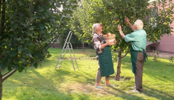 Натуральное решение от болезни Альцгеймера: садоводство Натуральное решение от болезни Альцгеймера: садоводство